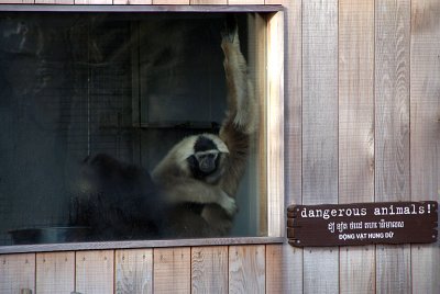 Pileated Gibbons