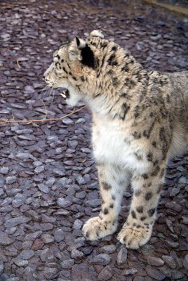 Snow Leopard 07