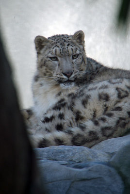 Snow Leopard 08