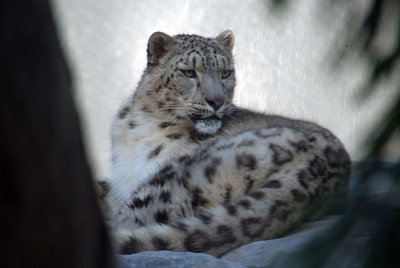 Snow Leopard 10