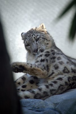 Snow Leopard Grooming 03
