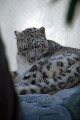Snow Leopard Grooming 04