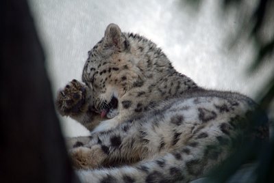 Snow Leopard Grooming 06