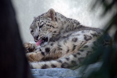 Snow Leopard Grooming 08