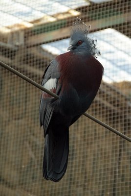 Victoria Crowned Pigeon 06