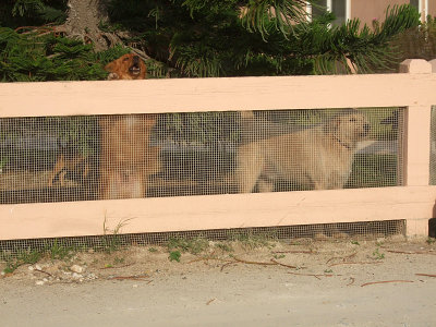 Guard Dog Behind a Fence