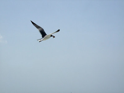 Laughing Gull in Flight - Leucophaeus Atricilla
