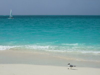 Laughing Gull on Beach - Leucophaeus Atricilla 02