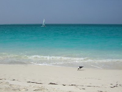 Laughing Gull on Beach - Leucophaeus Atricilla 03