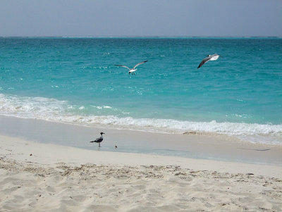 Laughing Gulls - Leucophaeus Atricilla