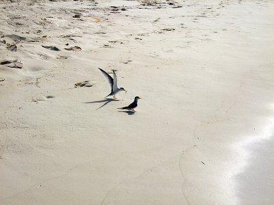 Laughing Gulls - Leucophaeus Atricilla 02