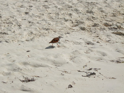 Ruddy Turnstone - Arenaria Interpres