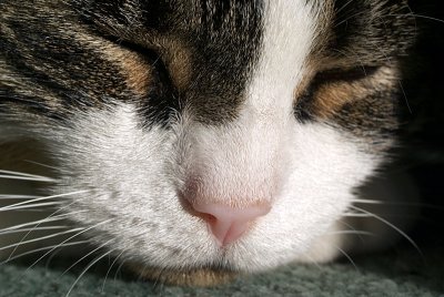 Cat Taking a Snooze 02
