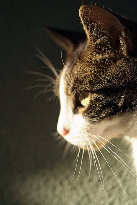 Highlighted Cat in Profile