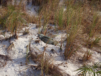 Iguana Little Water Cay 04