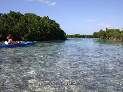 Kayaking Through Mangroves 03