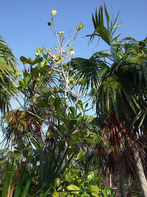 Looking up at Vegetation Little Water Cay