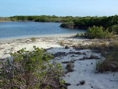 Mangroves Little Water Cay