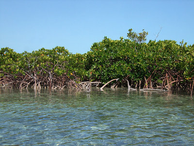 Mangroves Princess Alexandra Nature Reserve