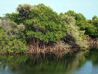 Mangroves Princess Alexandra Nature Reserve 04