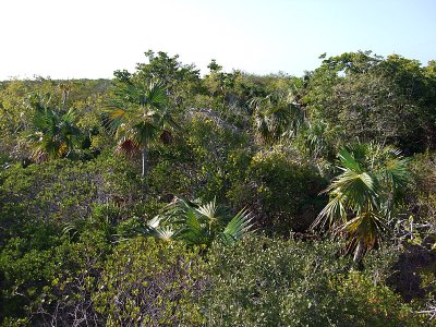 Vegetation from Above Little Water Cay