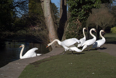 Group of Mute Swans