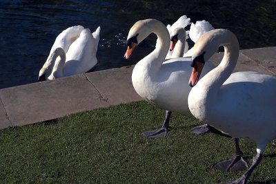 Group of Mute Swans 02