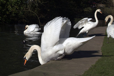 Group of Mute Swans 04