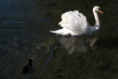 Mute Swan and Coot on Water