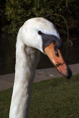 Mute Swan Headshot