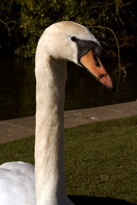 Mute Swan Headshot 02