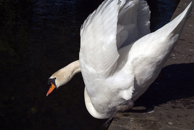 Mute Swan Jumping in the Water 02