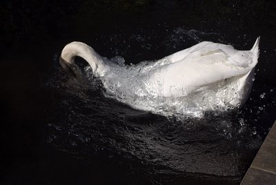 Mute Swan Jumping in the Water 03