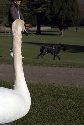 Mute Swan Looking at Dog