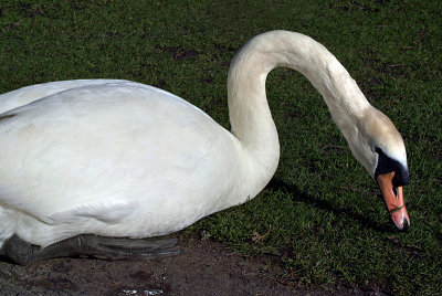 Mute Swan on Grass 21