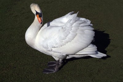 Mute Swan on Grass 22