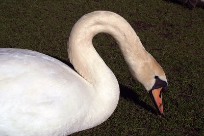 Mute Swan on Grass 23