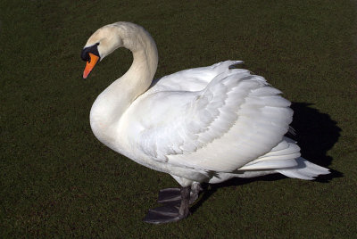 Mute Swan on Grass 24