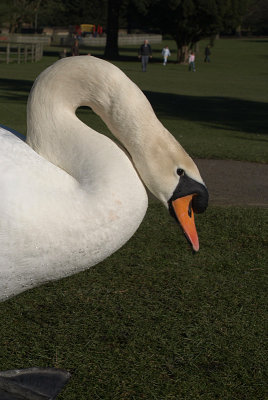 Mute Swan on Grass 25