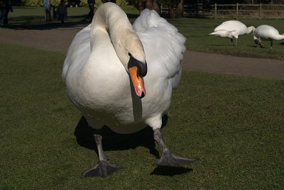 Mute Swan on Grass 26