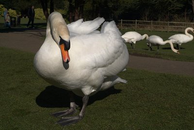 Mute Swan on Grass 27