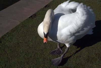 Mute Swan on Grass 28