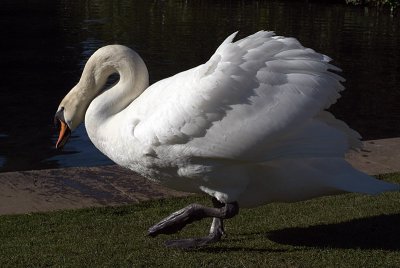Mute Swan on Grass 29