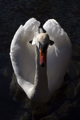 Mute Swan on Water 15