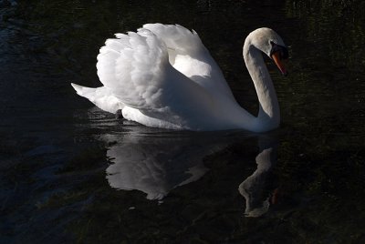 Mute Swan on Water 16