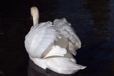 Mute Swan on Water 17