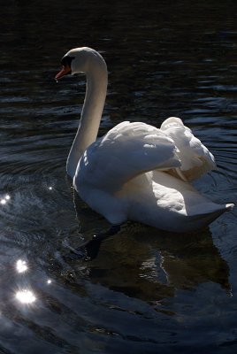 Mute Swan on Water 18