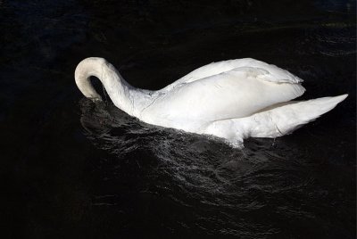 Mute Swan on Water 19