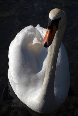 Mute Swan on Water 20