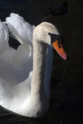 Mute Swan on Water 21